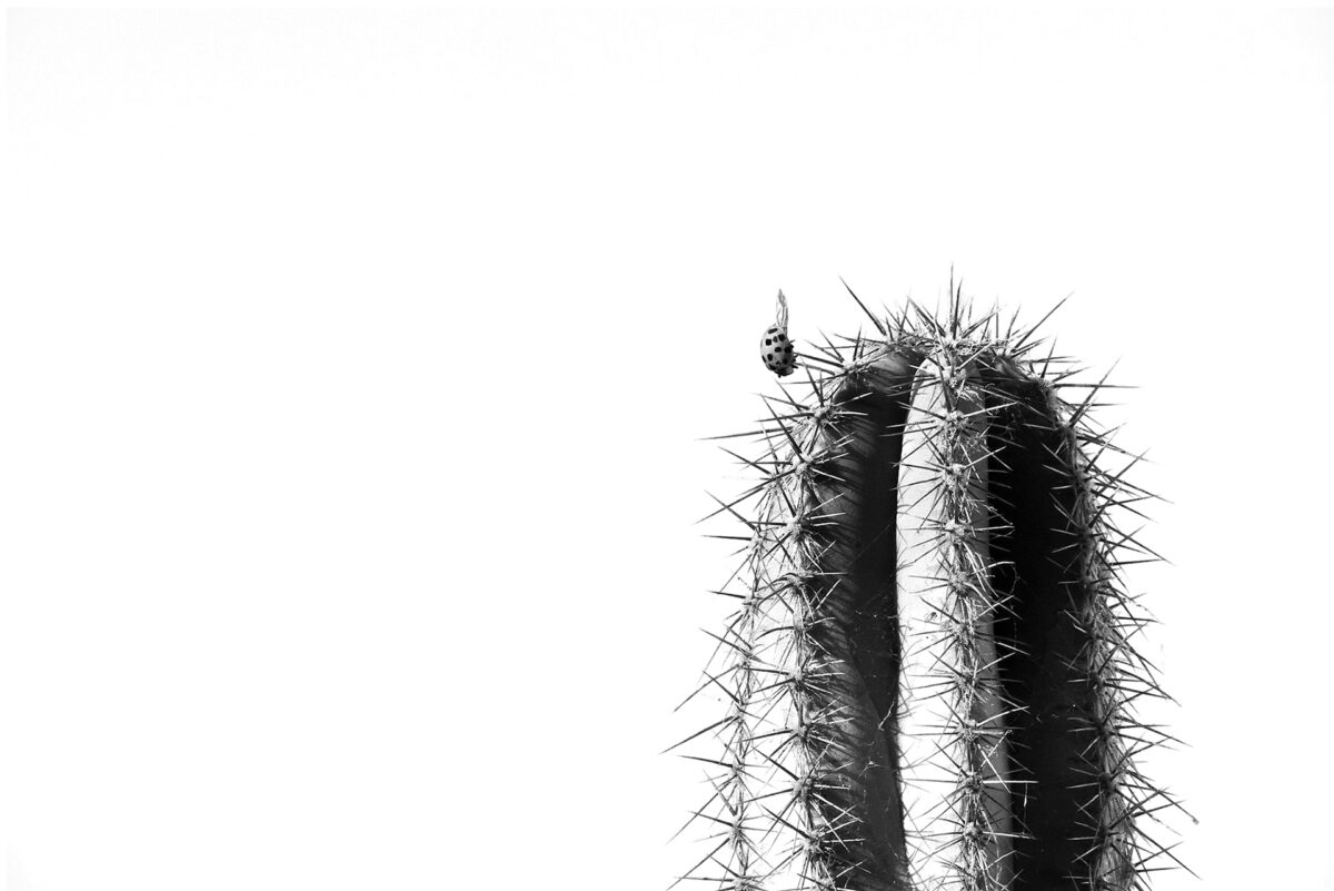David Klímek — competitive photography